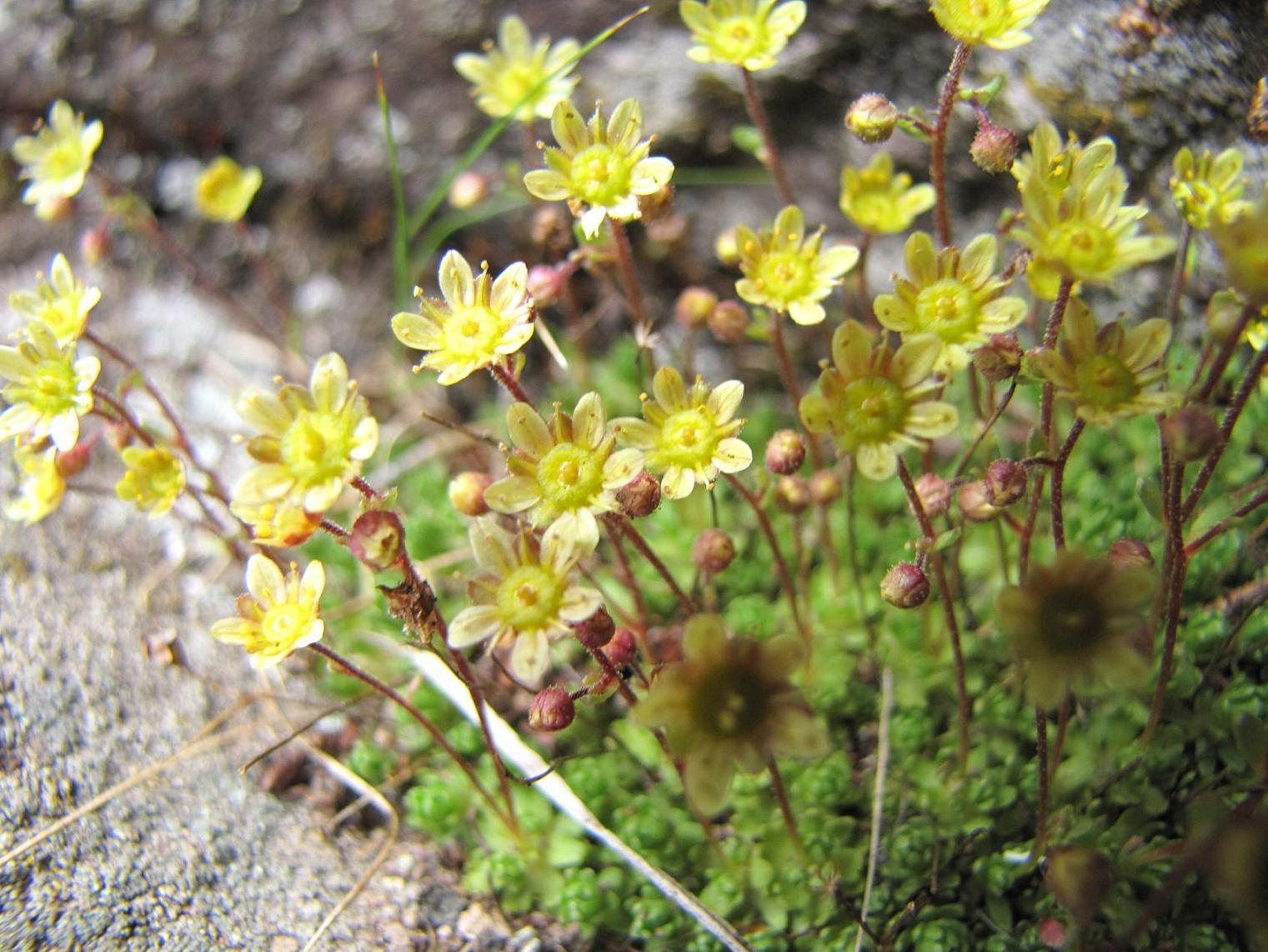 Saxifraga moschata Wulfen ???